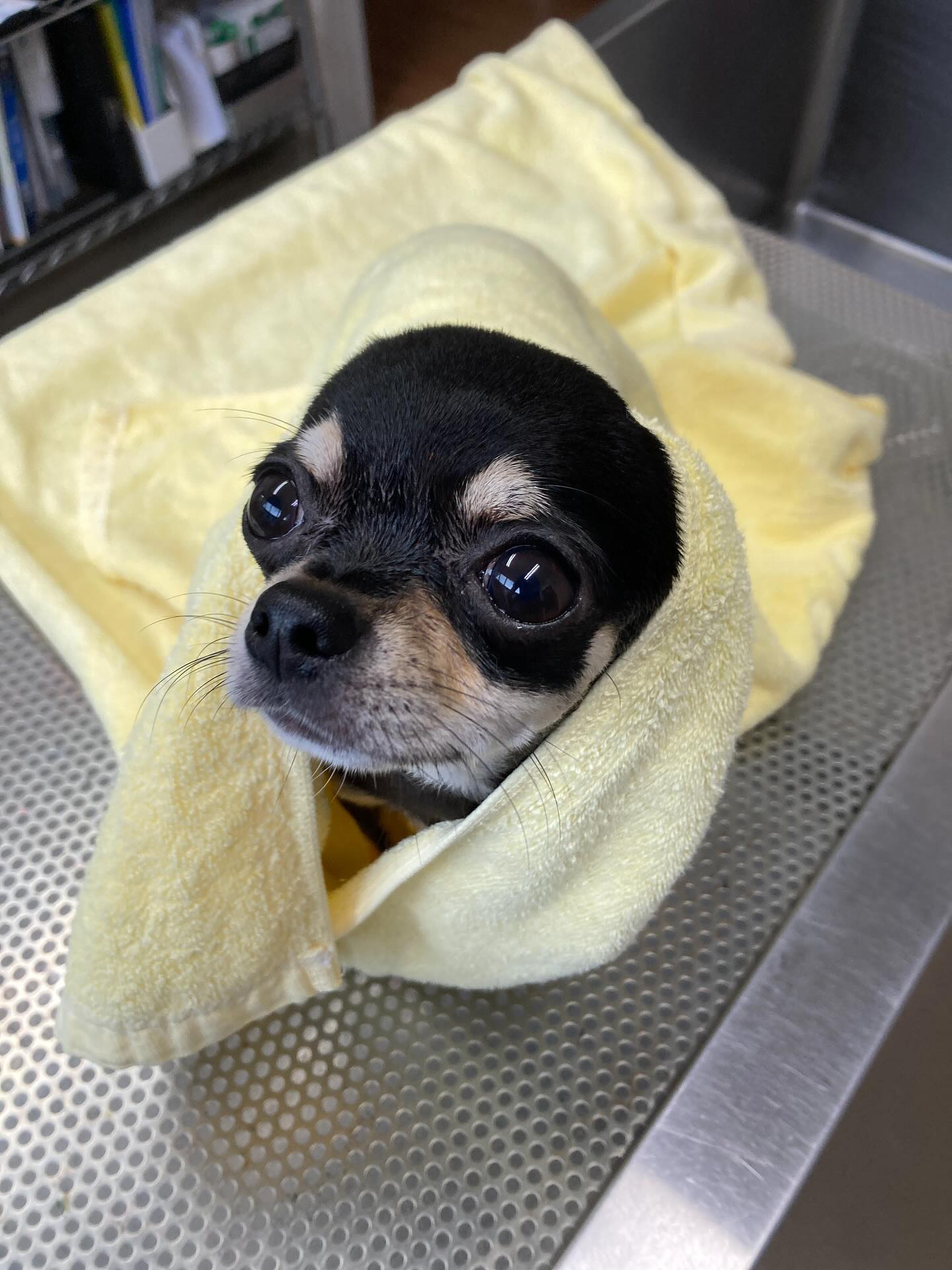 🐾 愛犬のケア、ちゃんとできていますか？✨当院では皮膚科に力を入れ、多くの飼い主様から信頼をいただいています