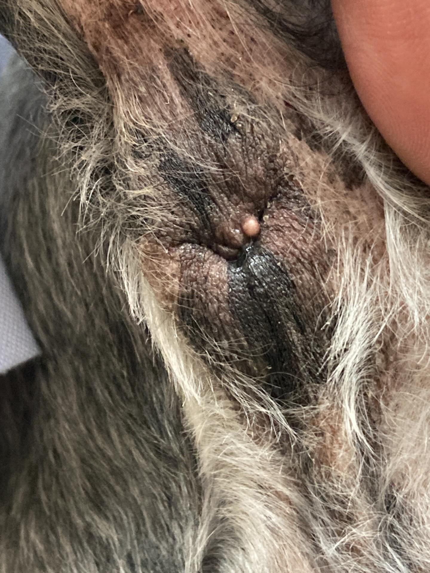 愛犬、愛猫の体を普段からよく観察していますか？先日来院したワンちゃんには、肛門の横に小さなしこりが見つかりました