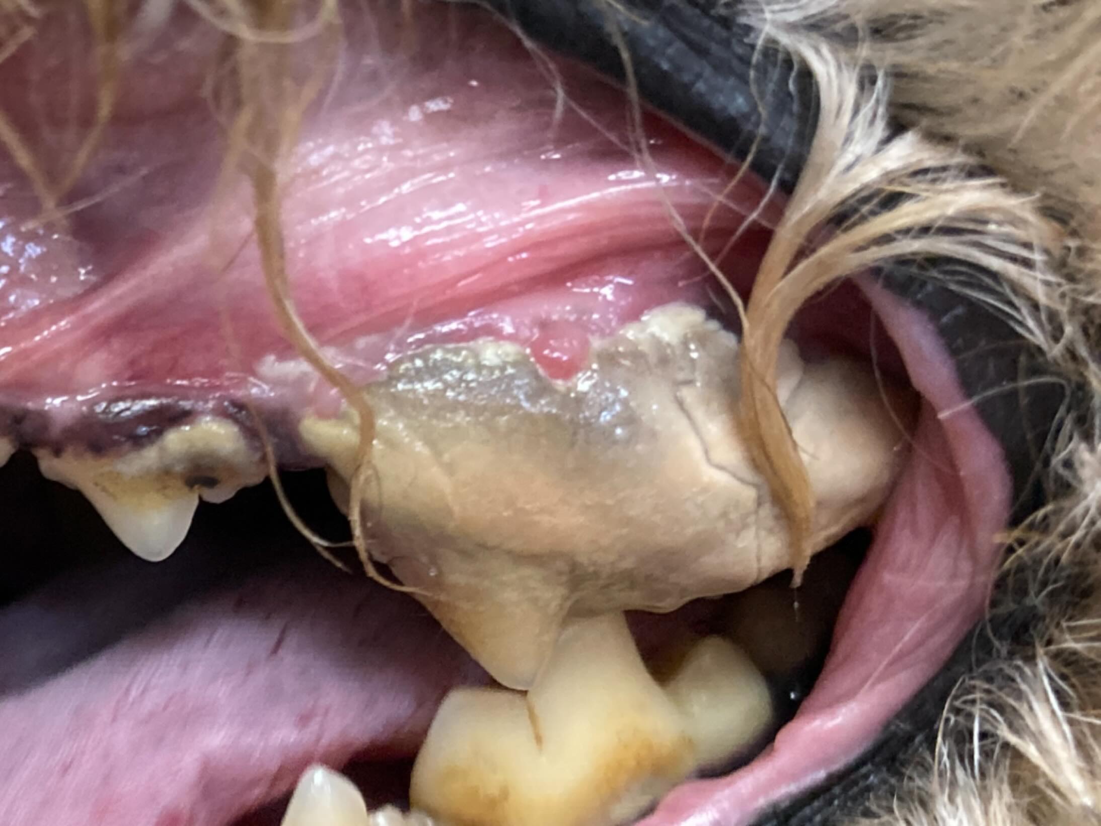 私たちの動物病院では、大切なペットの口腔ケアを重視しています
