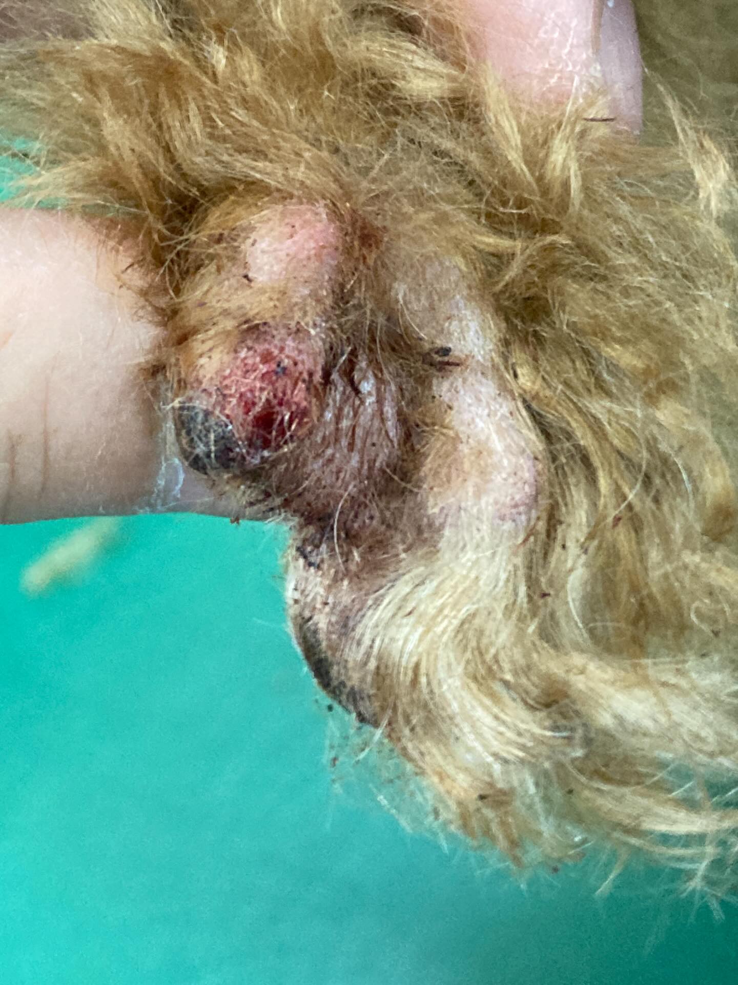 犬の爪は、定期的に手入れをしないと、散歩中に引っかかったり、折れて出血したりすることがあります