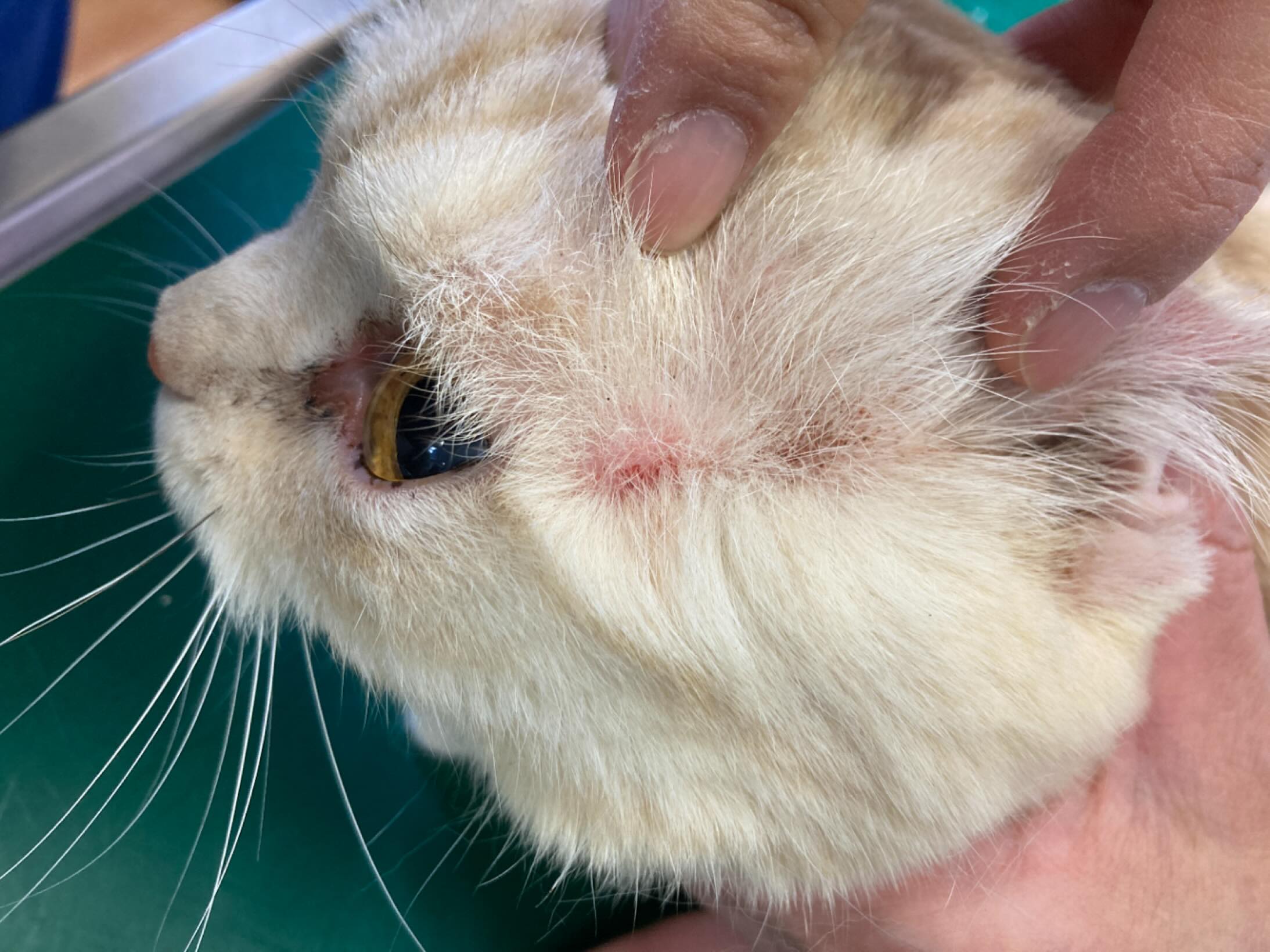 猫の皮膚炎や痒みは飼い主にとって心配の種ですが、その原因は犬の場合と異なり、非常に多様で複雑なことがあります