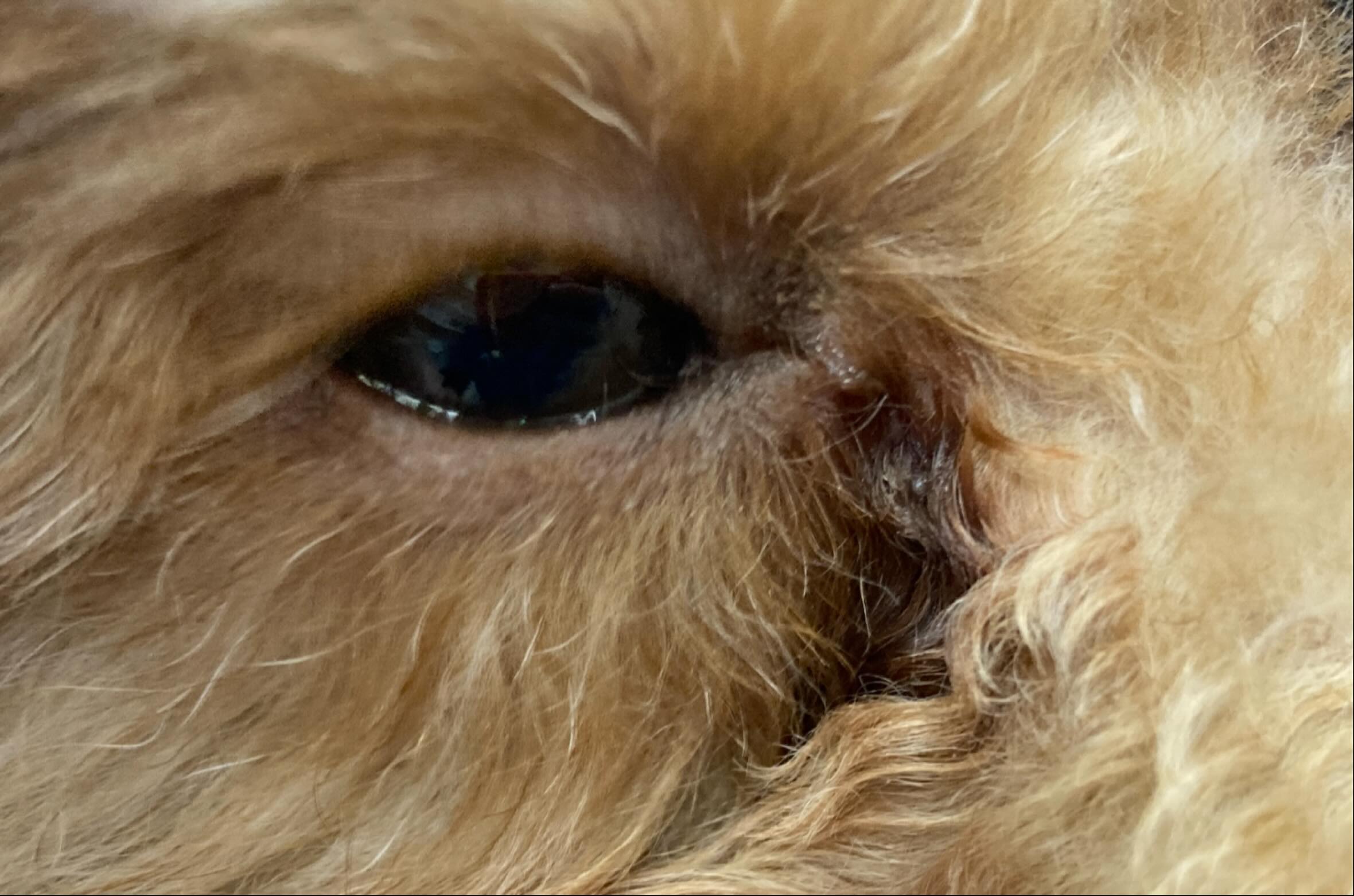 涙やけは、犬の飼い主にとってしばしば見られる現象で、多くの場合、その背後には何らかの原因が隠れています