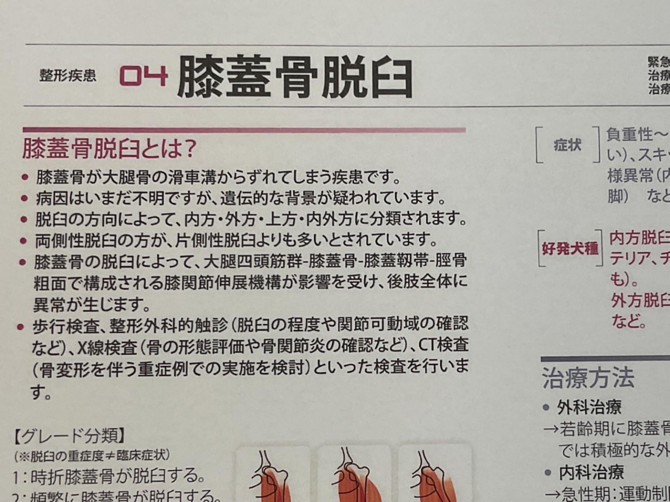 小型犬において、成長期に見られる膝蓋骨脱臼は、程度によって症状が異なるため、注意が必要です