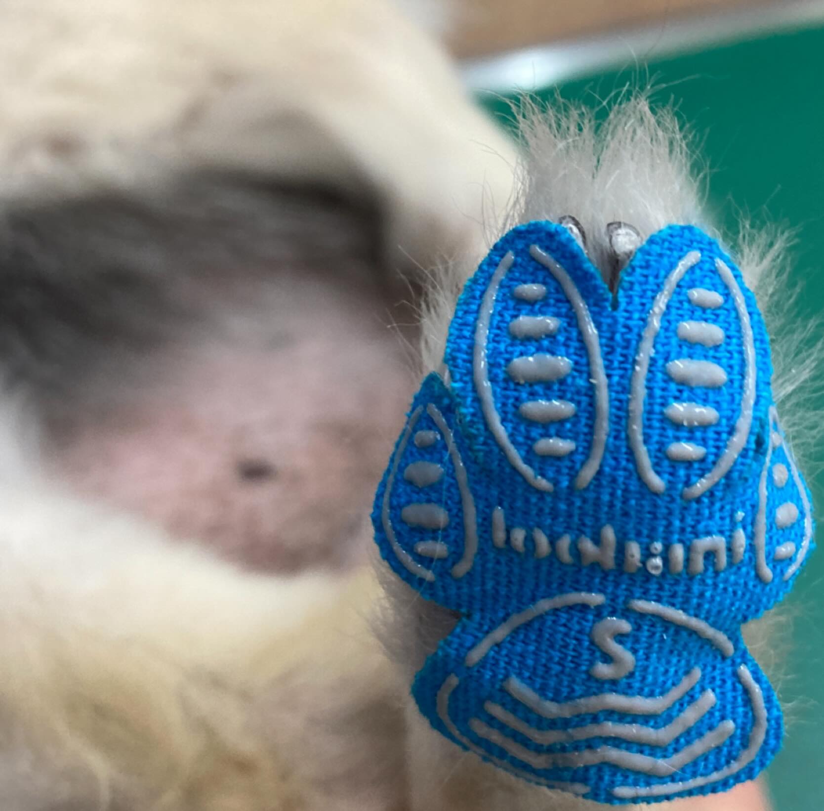 高齢になると、人と同様犬でも「足腰が弱る」という課題に直面することもあります