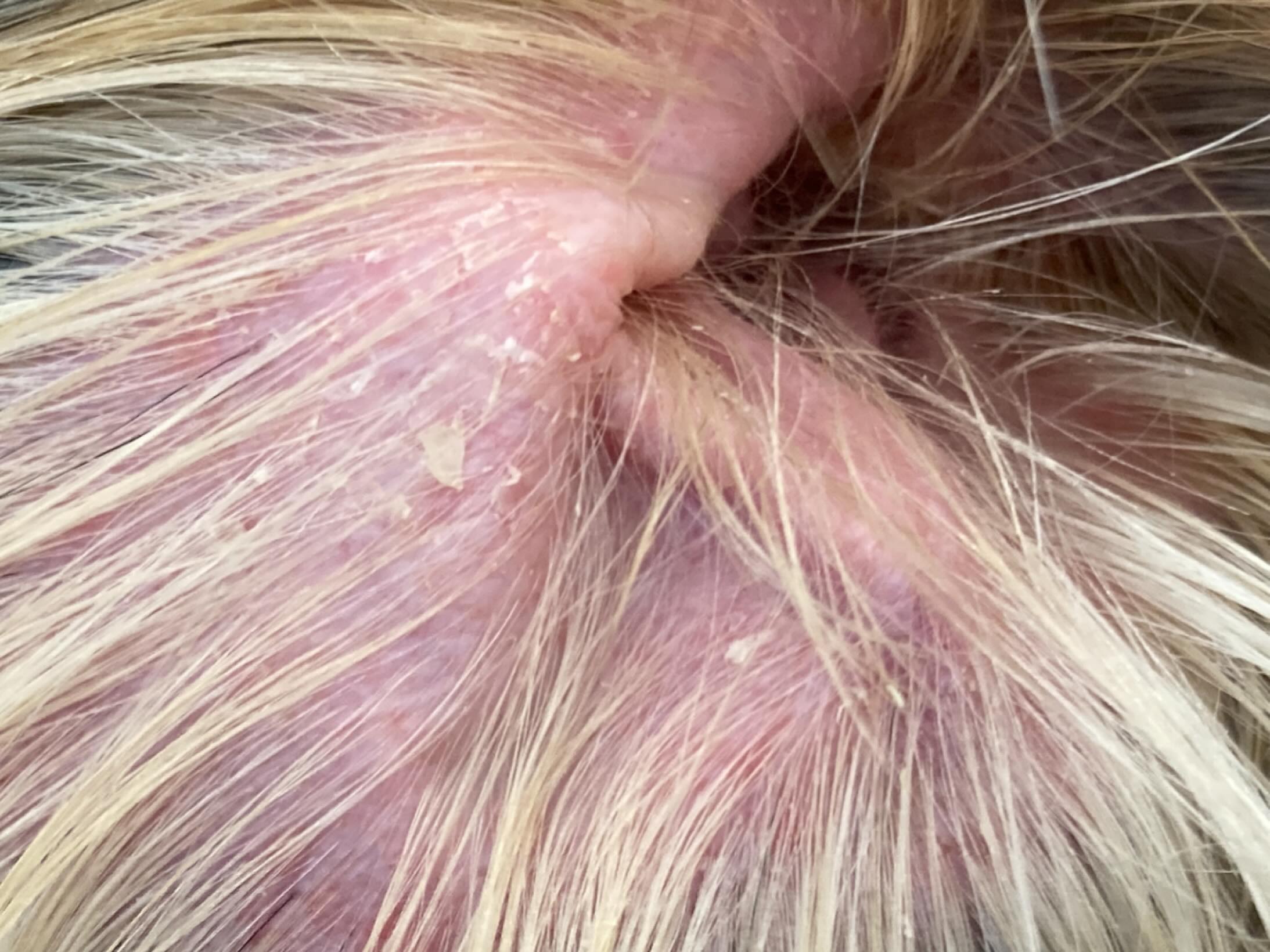 耳をめくると、耳の入り口付近の皮膚にカサカサした乾燥や皮膚炎の症状を確認できることがあります