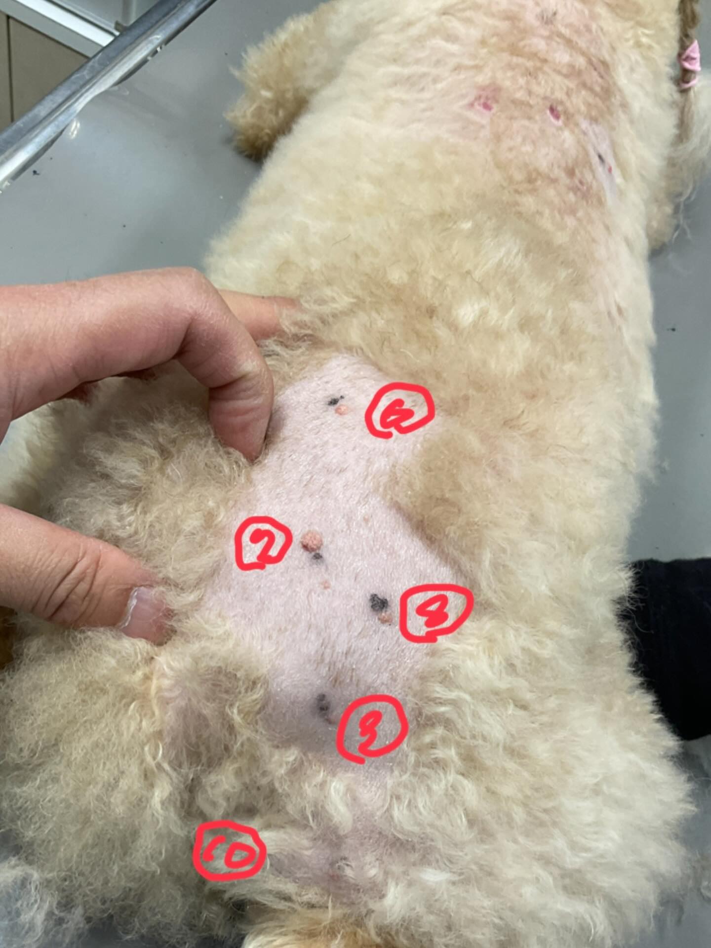 高齢な犬において、体表に複数のしこりが見られることは珍しくありません