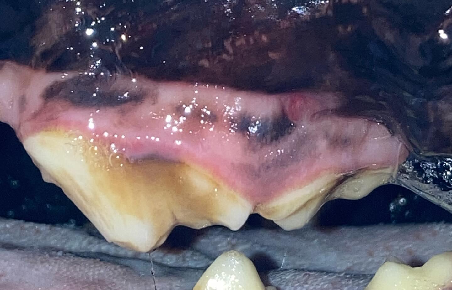 この犬の犬の歯や歯肉の異常がわかりますか？ この子は歯が欠けていたり、歯肉に赤い点が見られたりしています