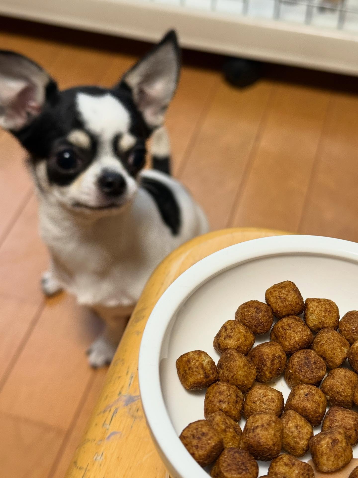先日のセミナーでは、「食べる時に歯の表面が擦れて歯垢を落とす効果があるフード」についての説明を受けました