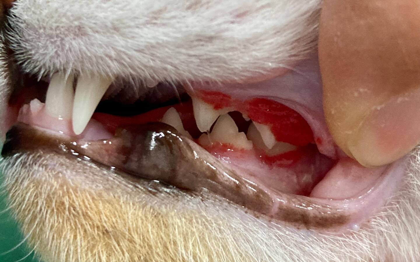 猫の口腔ケアは非常に重要です