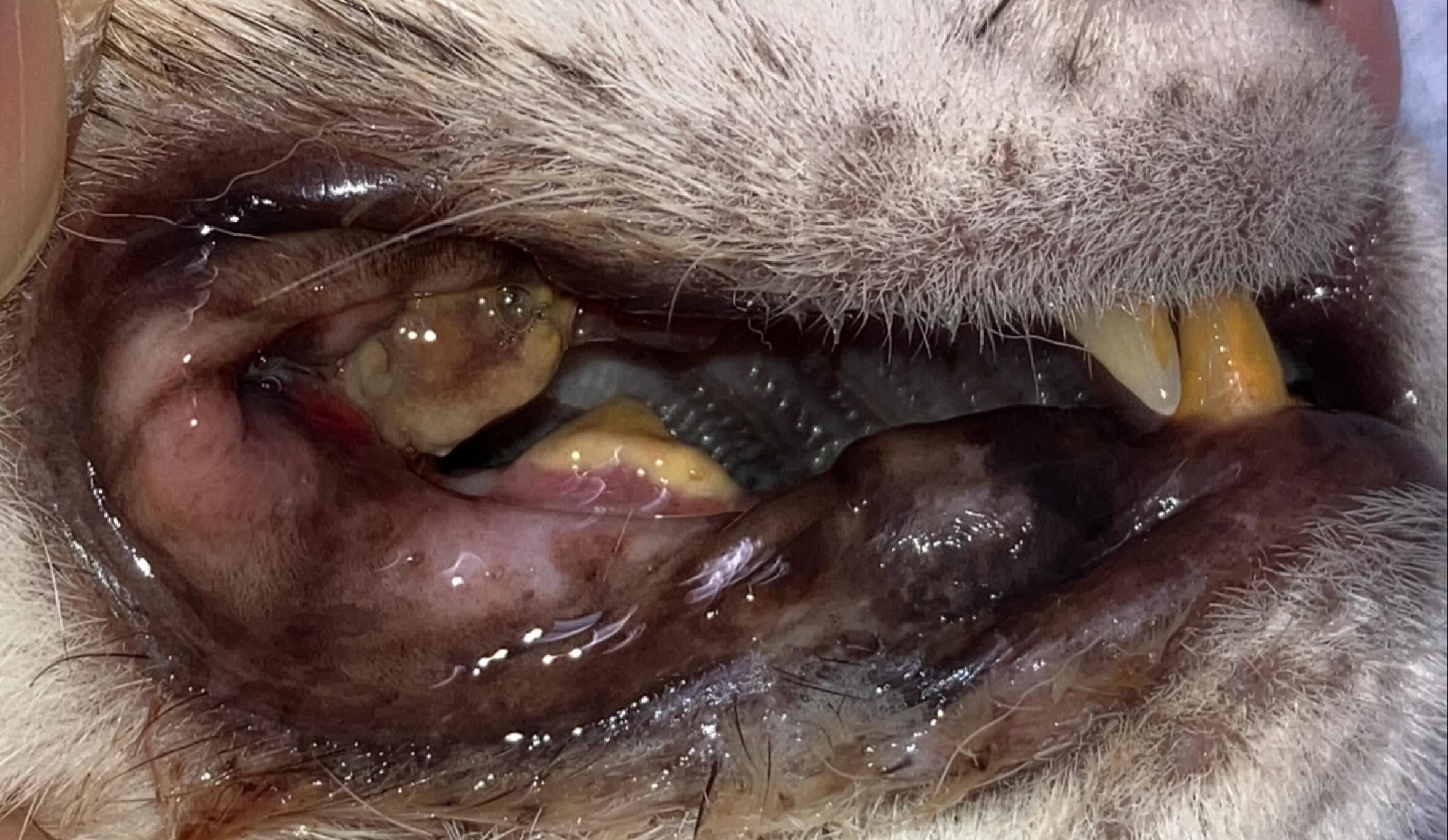 猫の健康管理において、意外と見落とされがちなのが歯周病です