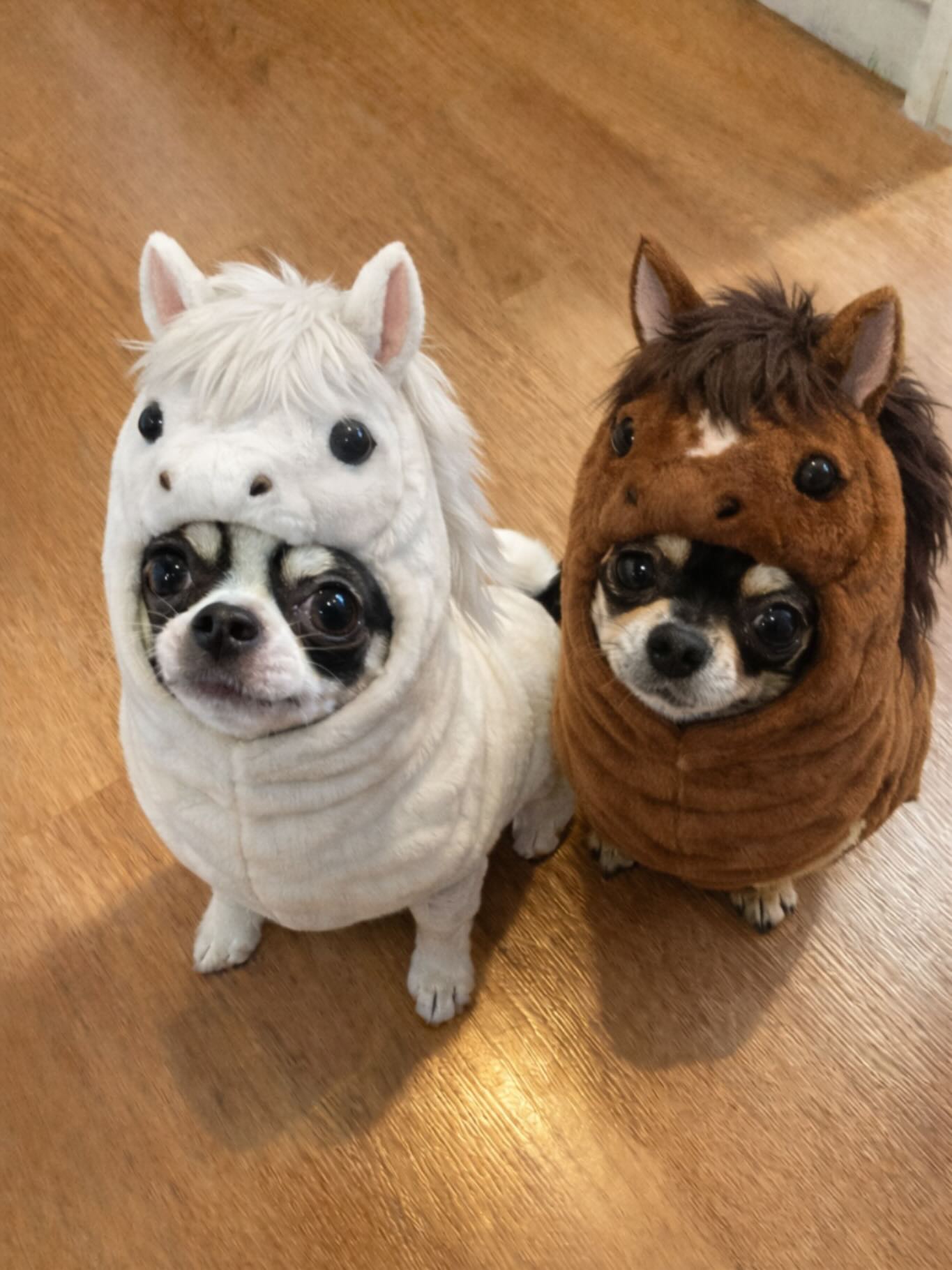 新しい年が始まりました！皆様、明けましておめでとうございます