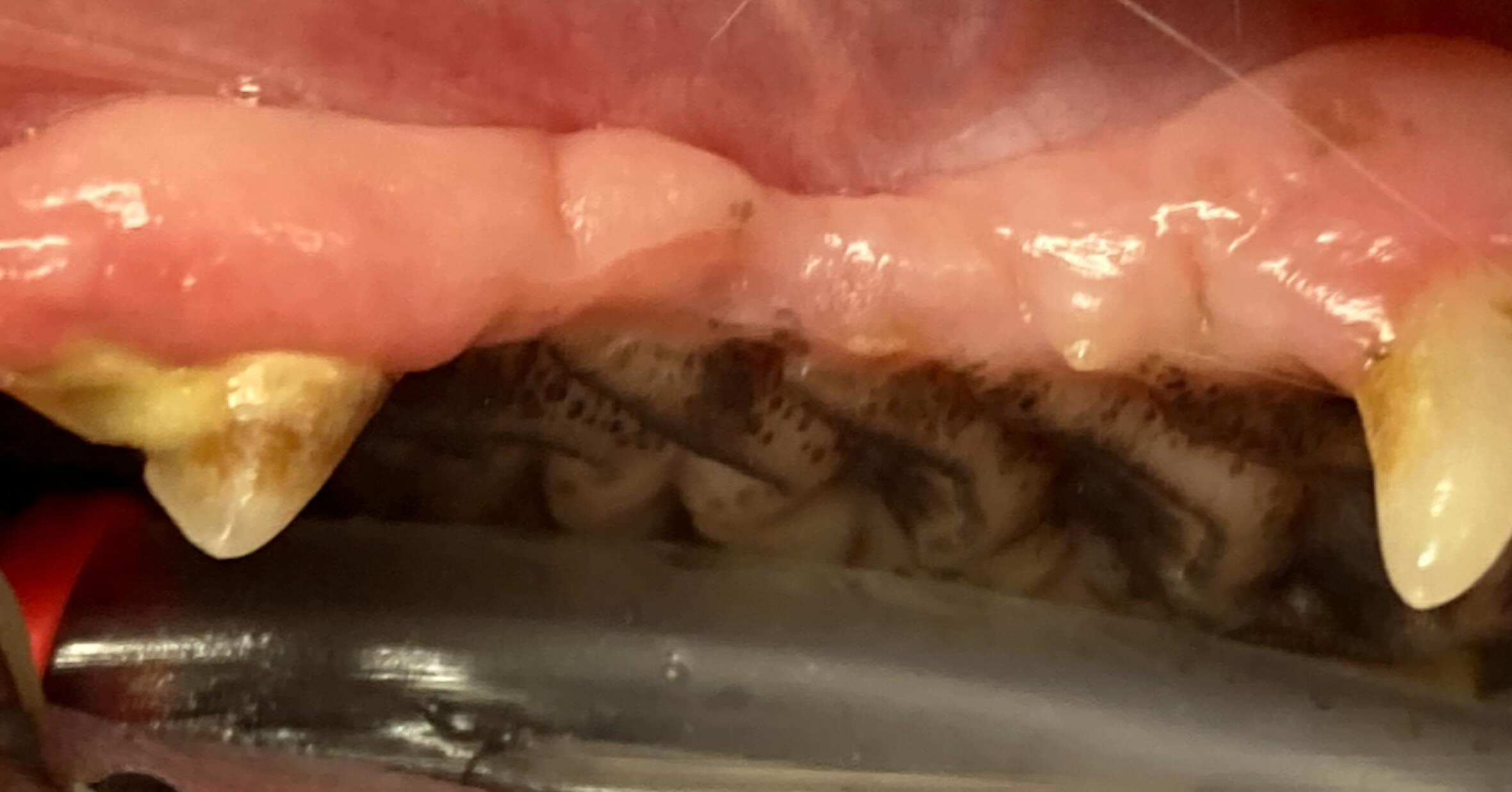 先日、歯周病を抱えた犬の口腔内処置を実施しました