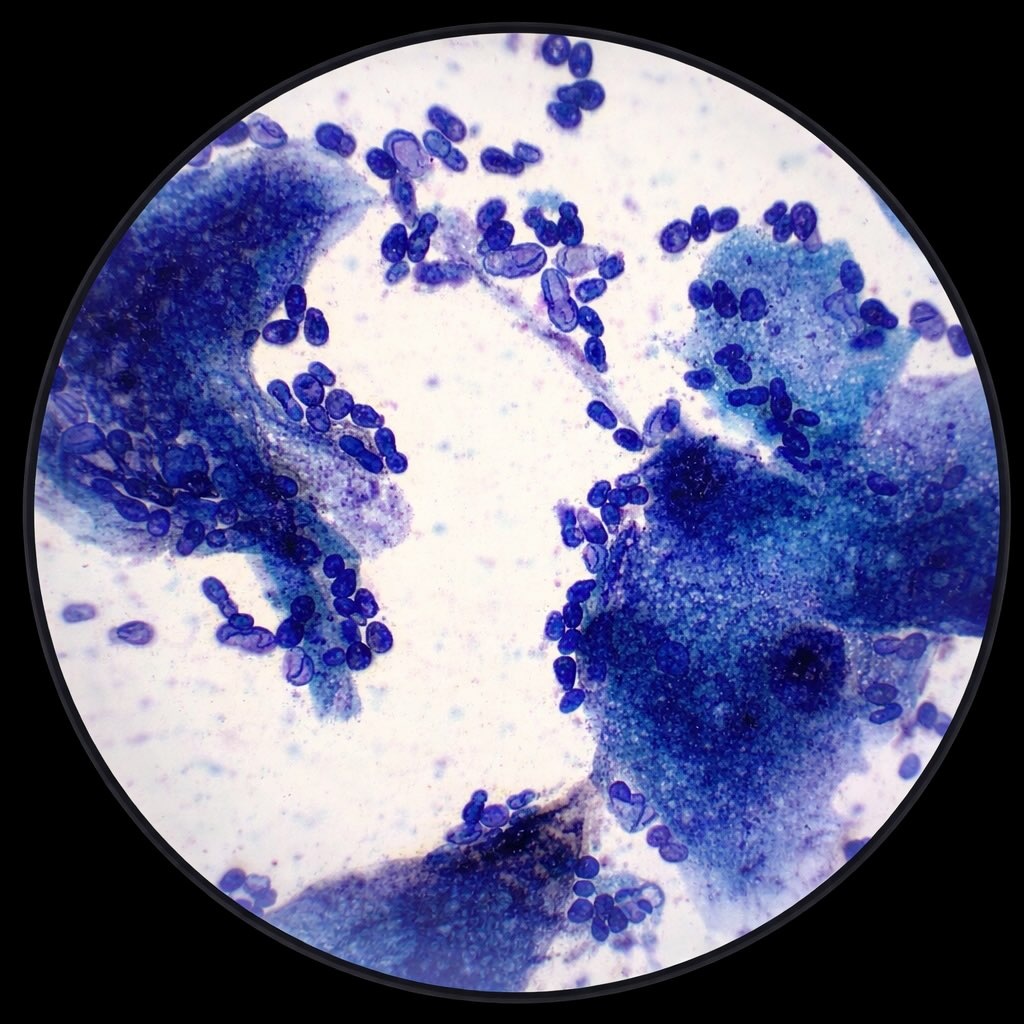 犬の耳が痒がる様子を見かけた場合、耳の健康を確認することが大切です