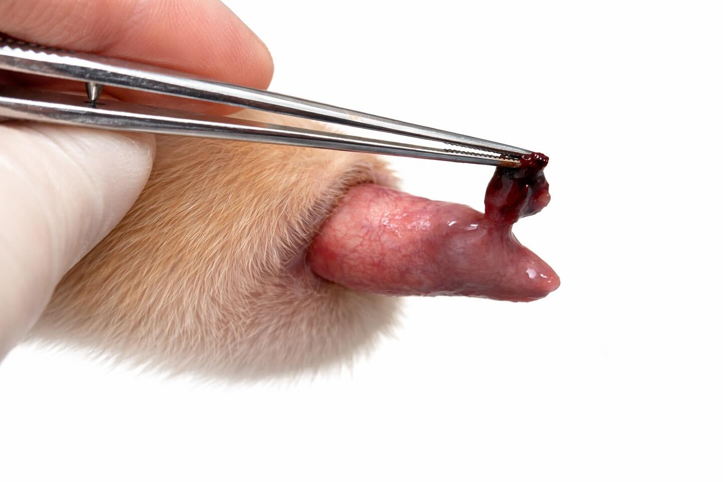 犬が包皮を舐める行動は割とよくみられ、包皮ないからの過剰な分泌液などが原因のことが多いのですが、先日来院した子は陰茎にしこりが発見されました！ なかなかじっとみさせてくれない場所なので、全身麻酔のもと検査を実施しました