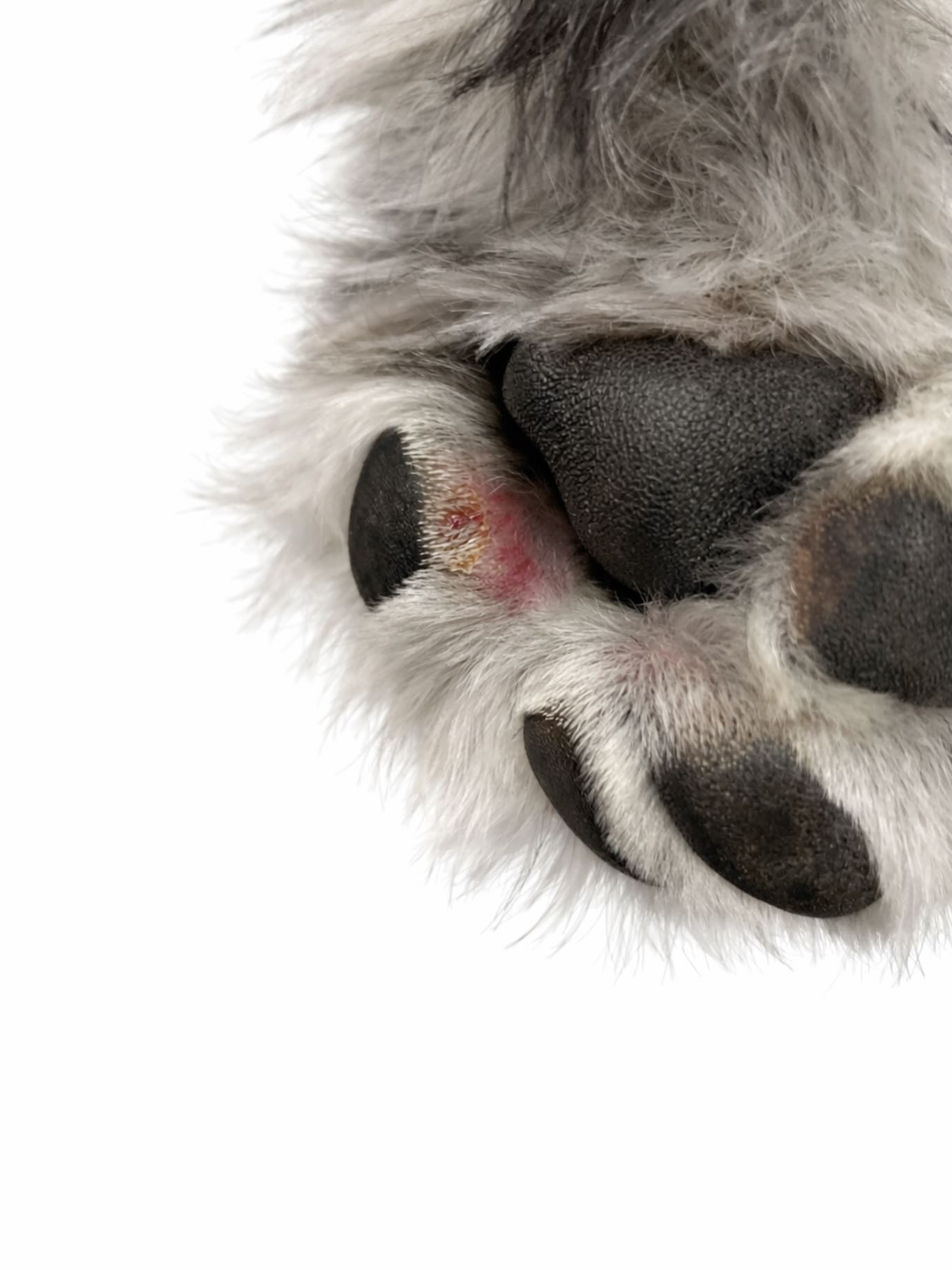 犬の足のパッドは、非常にデリケートな部分です