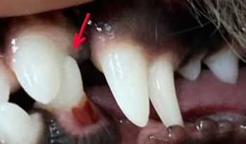 犬の成長過程には、多くの変化がありますが、その中で特に注目したいのが乳歯から永久歯への生え変わりです