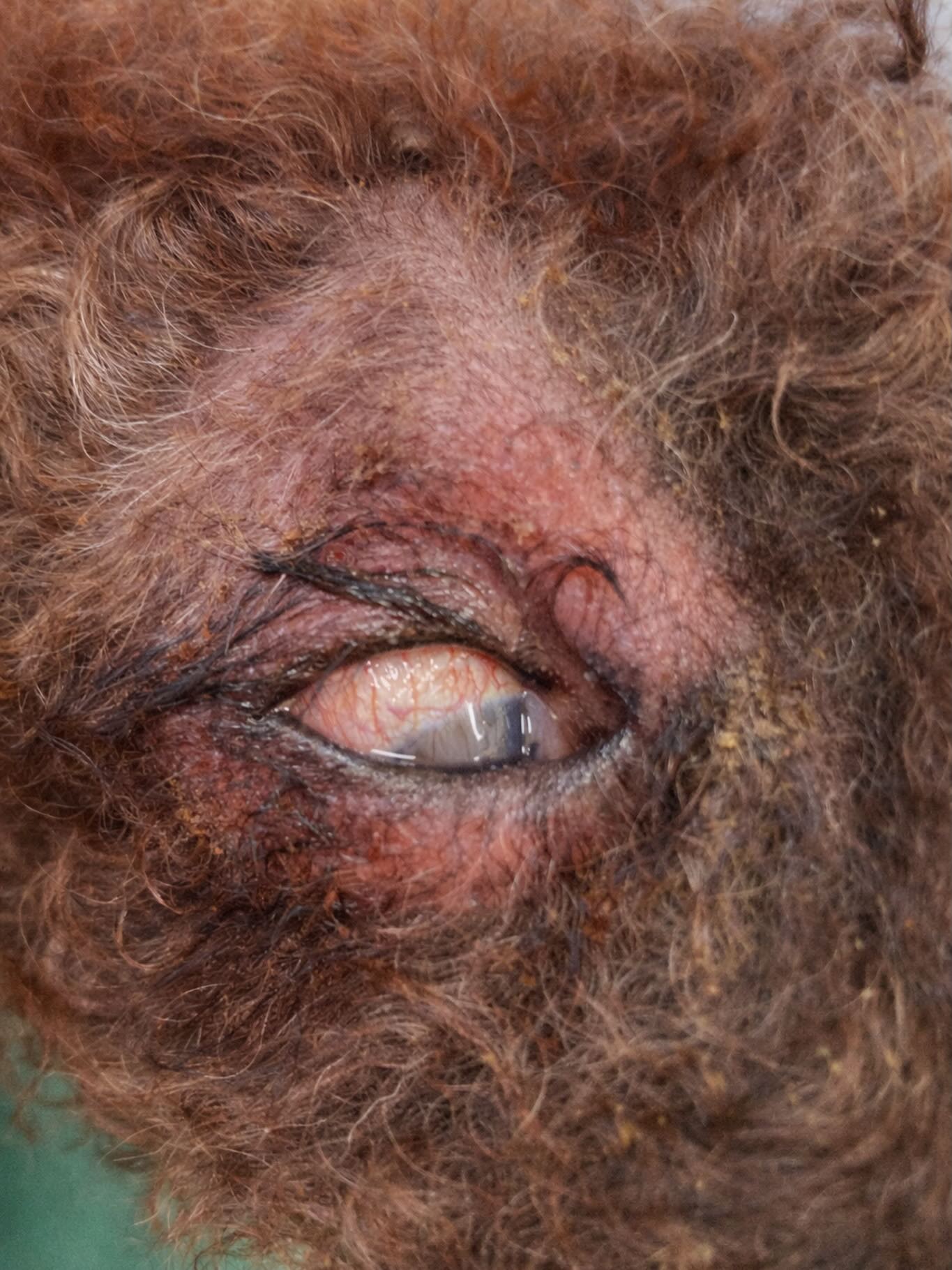 目の周りが涙で濡れることは、時折些細な問題に見えるかもしれませんが、これは眼瞼炎や眼瞼内反などの状態を示すサインであることがあります