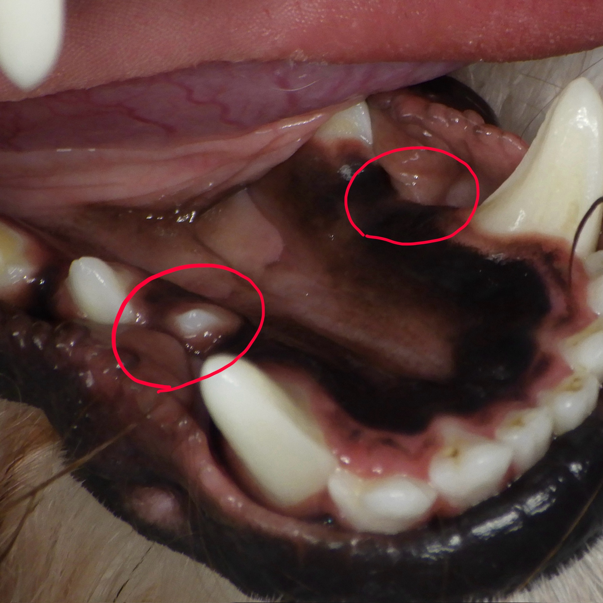 愛犬の口の中を気にしてみたことありますか？ 成犬は通常42本の歯を持っていますが、小型犬はしばしばそれが揃わないことがあります