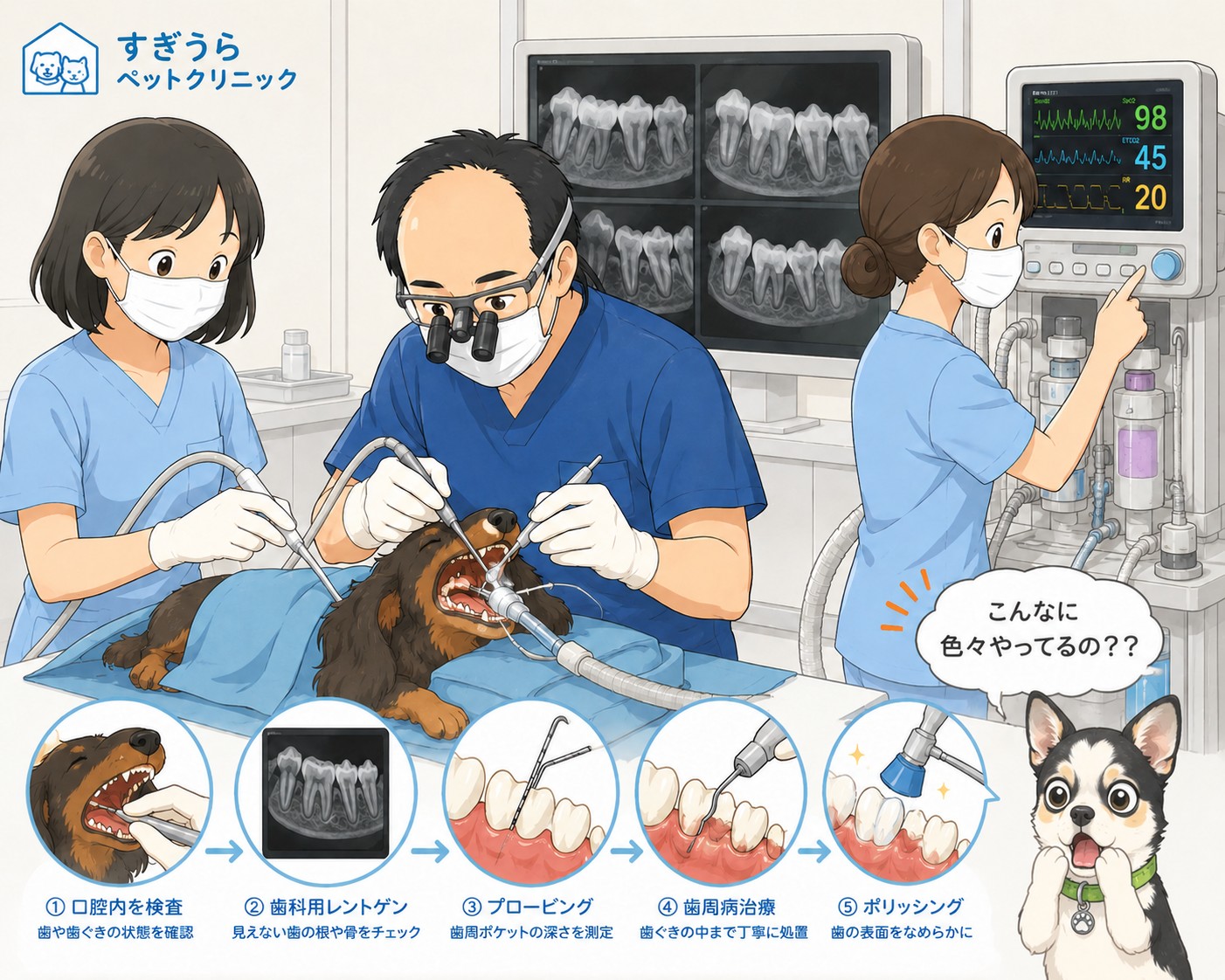 🟨 獣医師が解説 〜「歯石取り」の値段、何が違うのでしょう？ 「歯石取りって、病院によって値段がずいぶん違いますよね