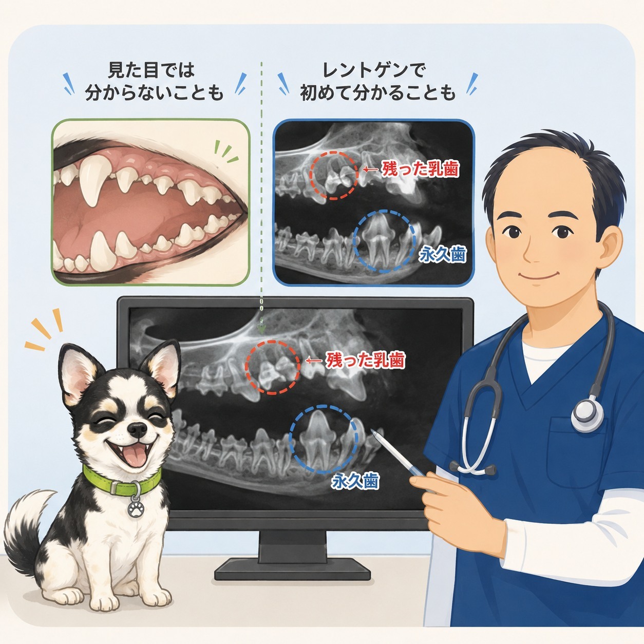 🟨獣医師が解説 乳歯、残っていませんか？ “グラグラしてないから大丈夫”が危険なことも 「もう永久歯に生え変わりました