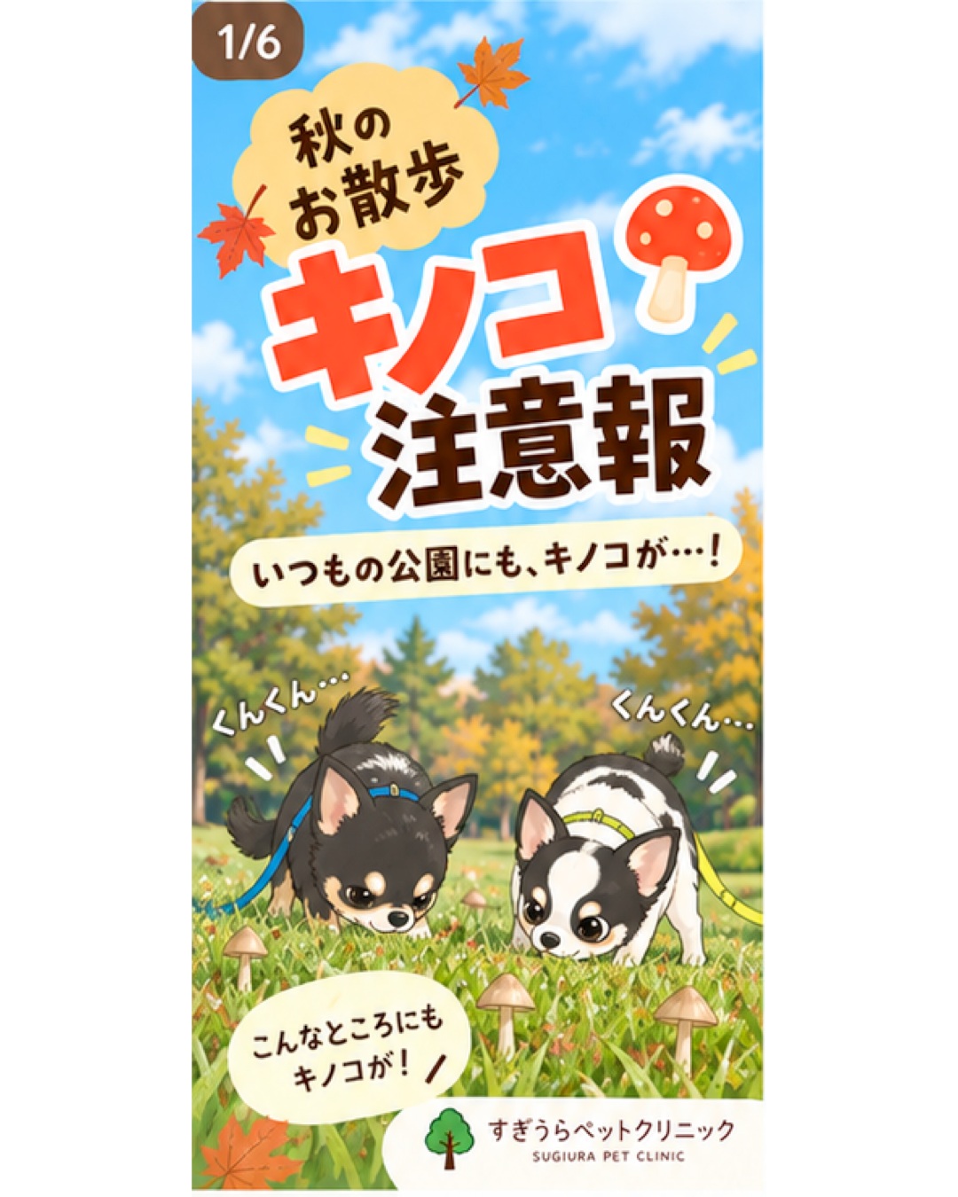 公園に散歩に行くときのこを見かけるようになりました
