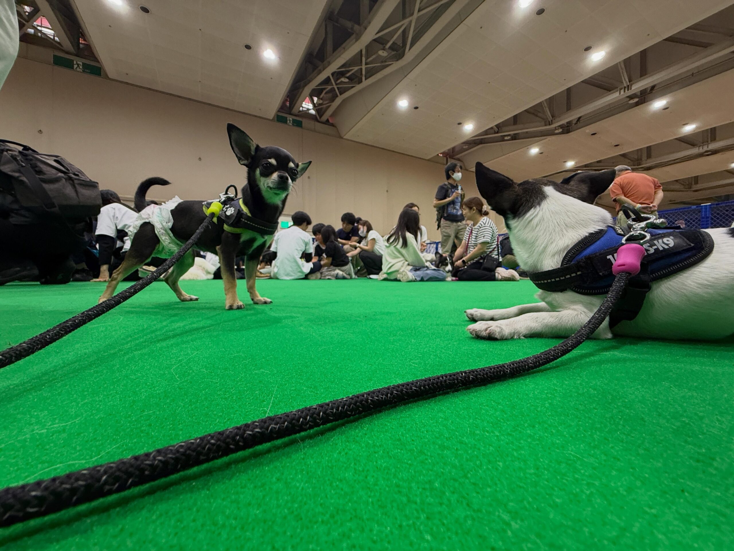 動物愛護フェスティバルふれあい動物コーナーでお仕事をしています