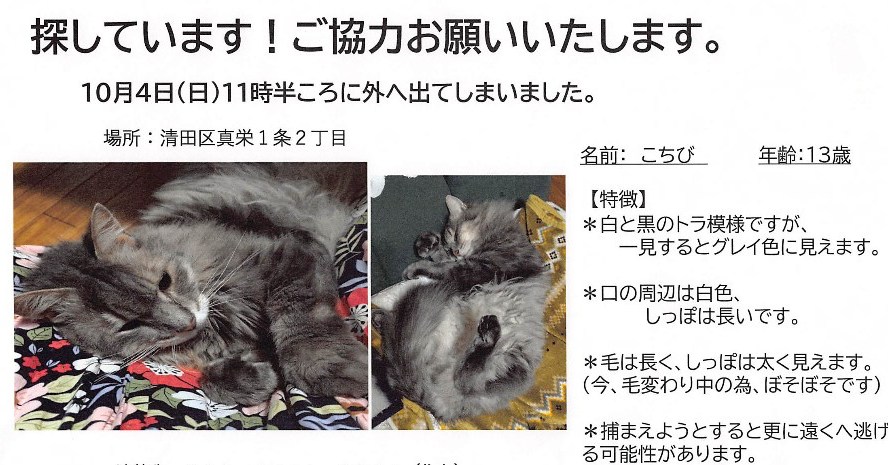 近所で迷子になってしまったネコちゃんの捜索を行っています