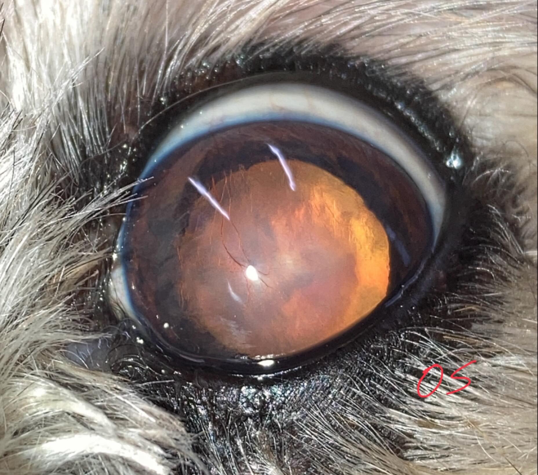 医療と比べると獣医療では電子カルテの導入は遅れていますが，当院では5年以上前から電子カルテを使っていますの画像リンク